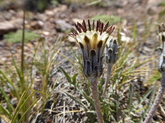 Hypochaeris incana