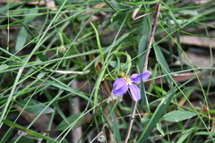 Scaevola ramosissima