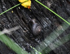 Pommerhelix mastersi