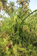 Pandanus canaranus