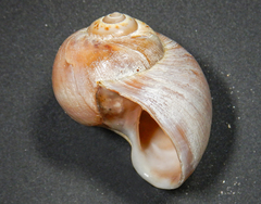 Euspira catena