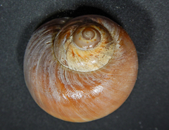 Euspira catena