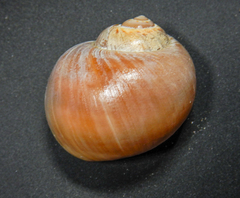 Euspira catena