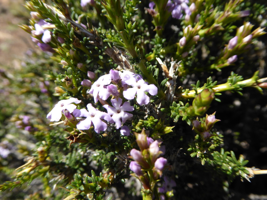 Mulguraea cedroides