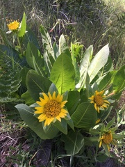 Wyethia helenioides