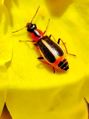 Attalus limbatus