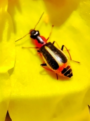 Attalus limbatus