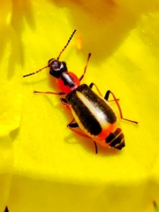Attalus limbatus