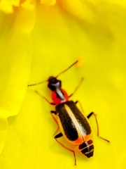 Attalus limbatus