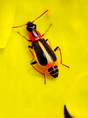 Attalus limbatus