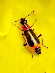 Attalus limbatus