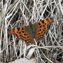 Polygonia c-album