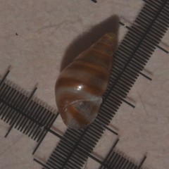 Cingula trifasciata