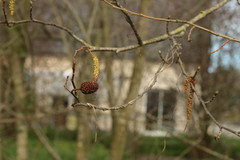 Alnus cordata