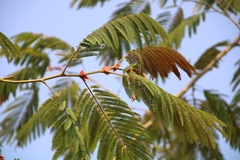 Albizia chinensis