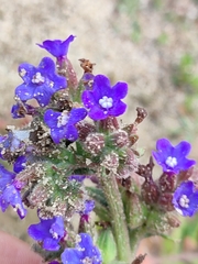 Anchusa calcarea