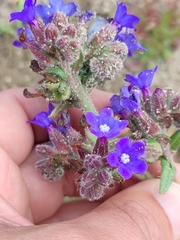 Anchusa calcarea