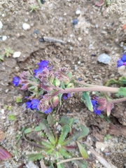 Anchusa calcarea