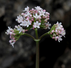 Valeriana italica
