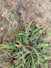 Anchusa calcarea