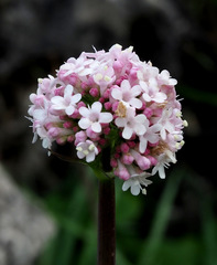 Valeriana italica