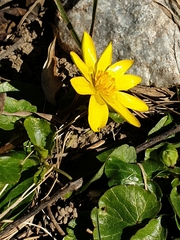 Ficaria verna