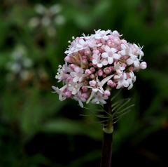 Valeriana italica