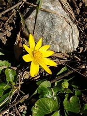 Ficaria verna