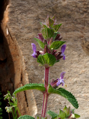Salvia viridis