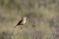 Anthus nicholsoni nicholsoni
