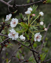 Pyrus syriaca