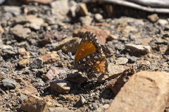 Argyraspodes argyraspis