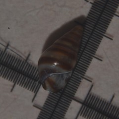 Cingula trifasciata