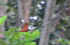 Megaceryle torquata stictipennis