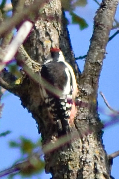 Middle Spotted Woodpecker