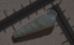 Turbonilla lactea