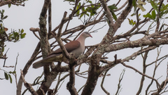 Ducula badia