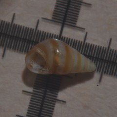 Cingula trifasciata
