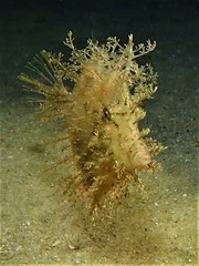 Chaetodermis penicilligerus