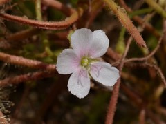 Drosera serpens