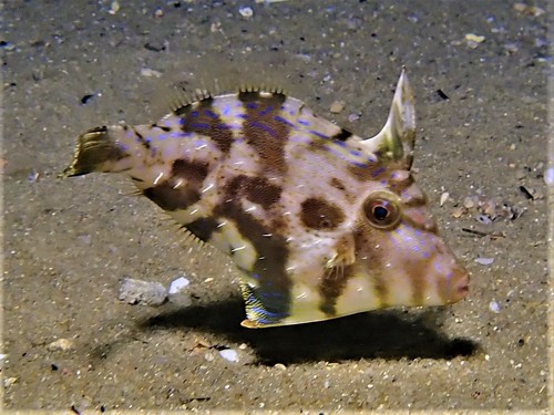 Rough Leatherjacket, photo 3 of 10