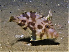 Rough Leatherjacket photo 3