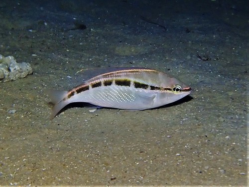 Western Butterfish