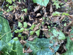 Adiantum × tracyi