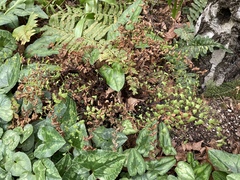 Adiantum × tracyi