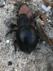 Ocnodes