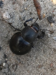 Ocnodes