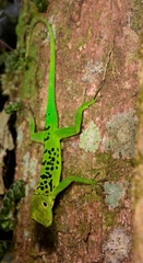 Anolis marmoratus