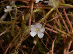 Drosera serpens