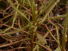 Drosera serpens